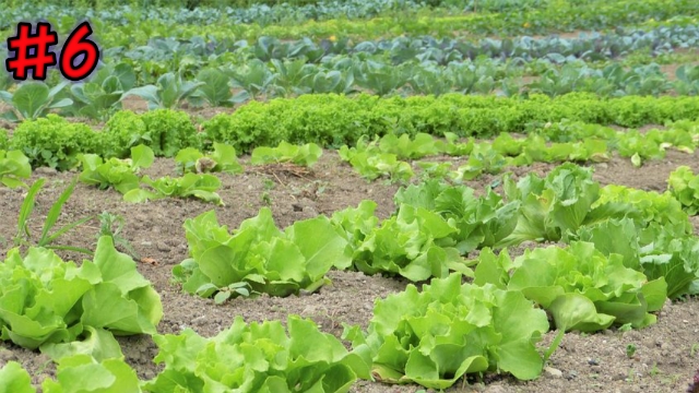 Vegetable Farming