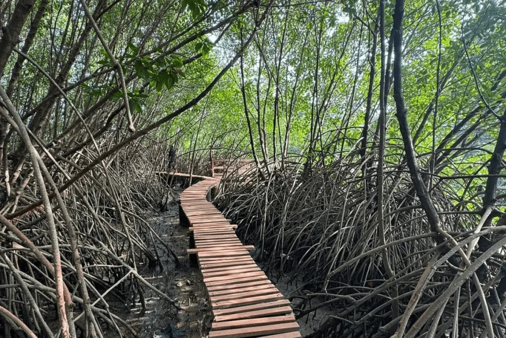 kandlavana-in-honnavar